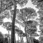 Roman trees